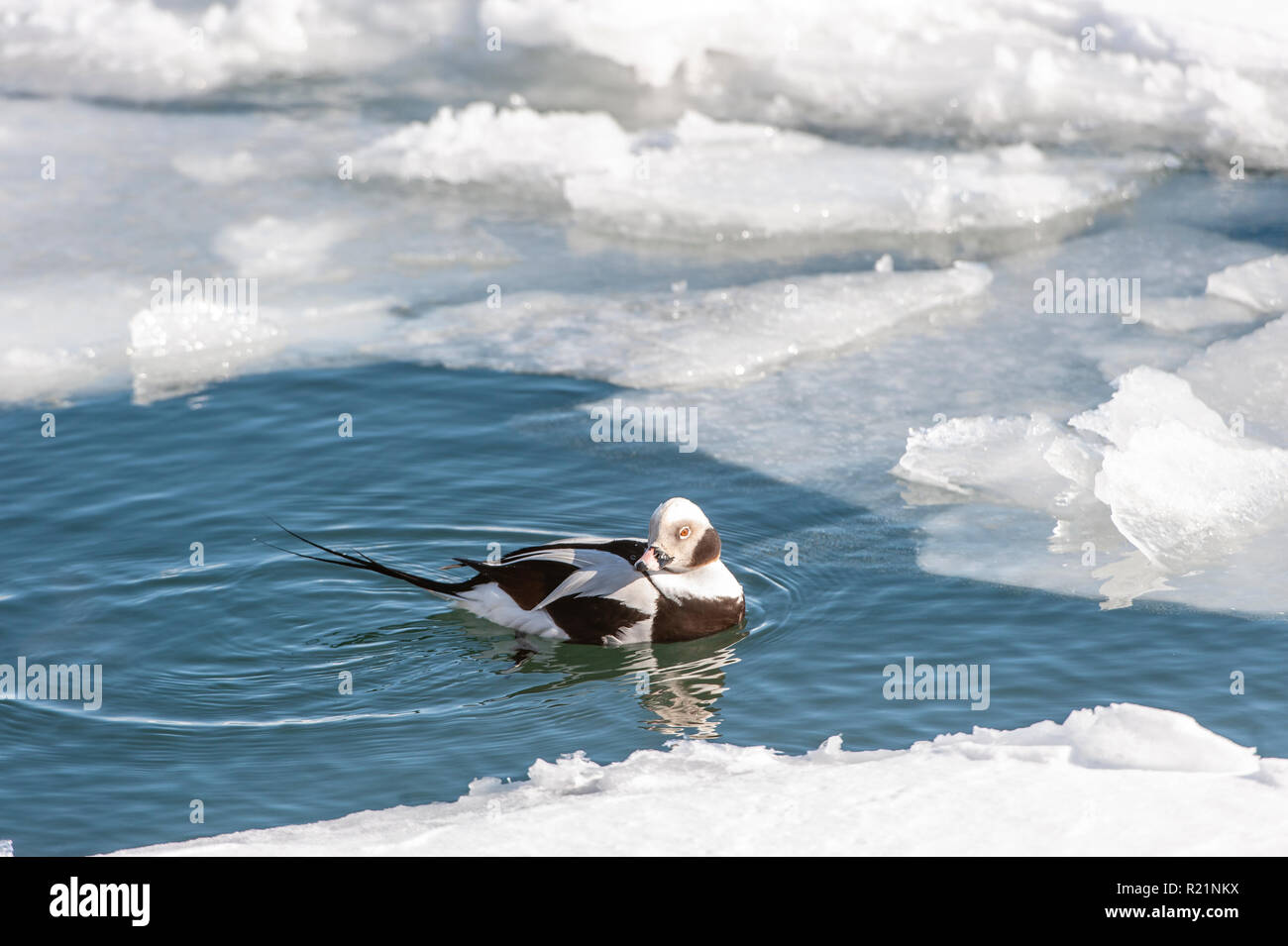 Long-tailed Duck ou Canard kakawi (Clangula hyemalis), le lac Ontario, Toronto , Ontario, Canada Banque D'Images