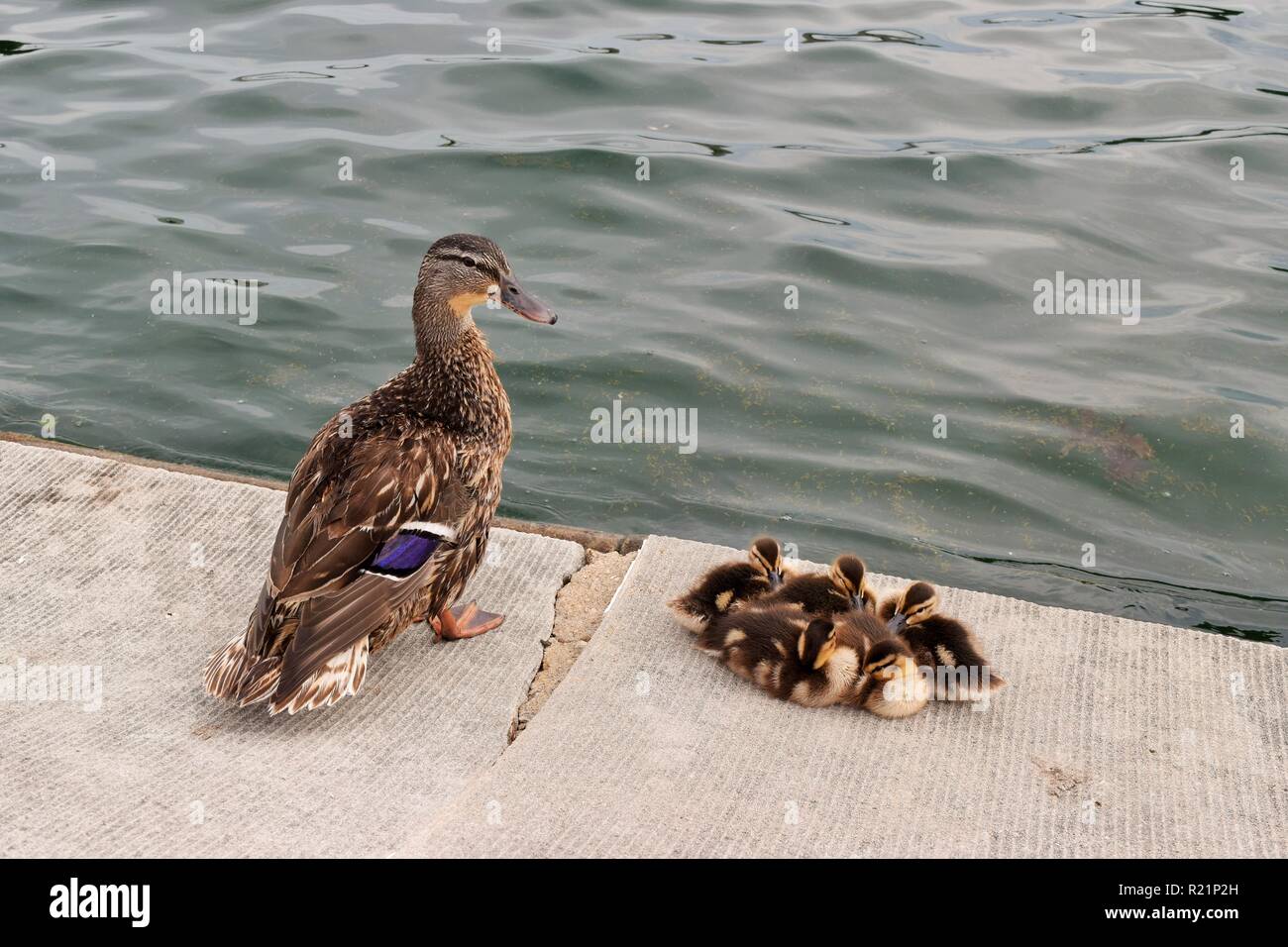 Cane et ses canetons Banque D'Images