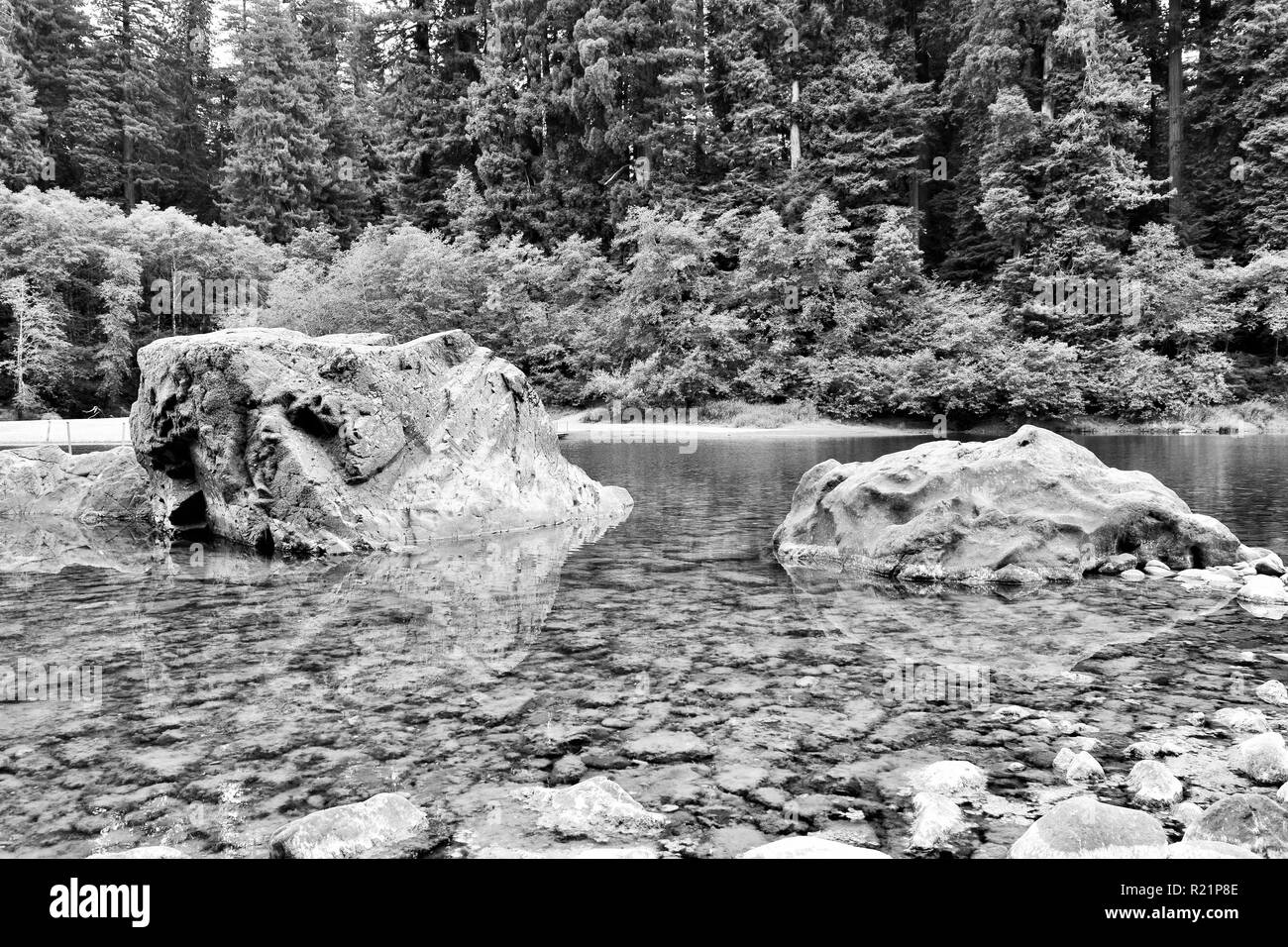 Le Smith River à Jedediah Smith Redwoods State Park en noir et blanc Banque D'Images