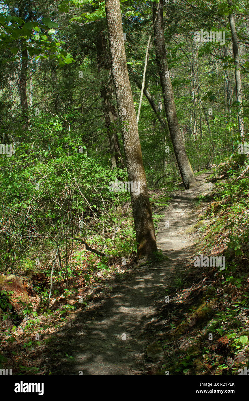 Trail à la suite de la Wilderness Road et le chemin du guerrier dans Cumberland Gap. Photographie numérique Banque D'Images