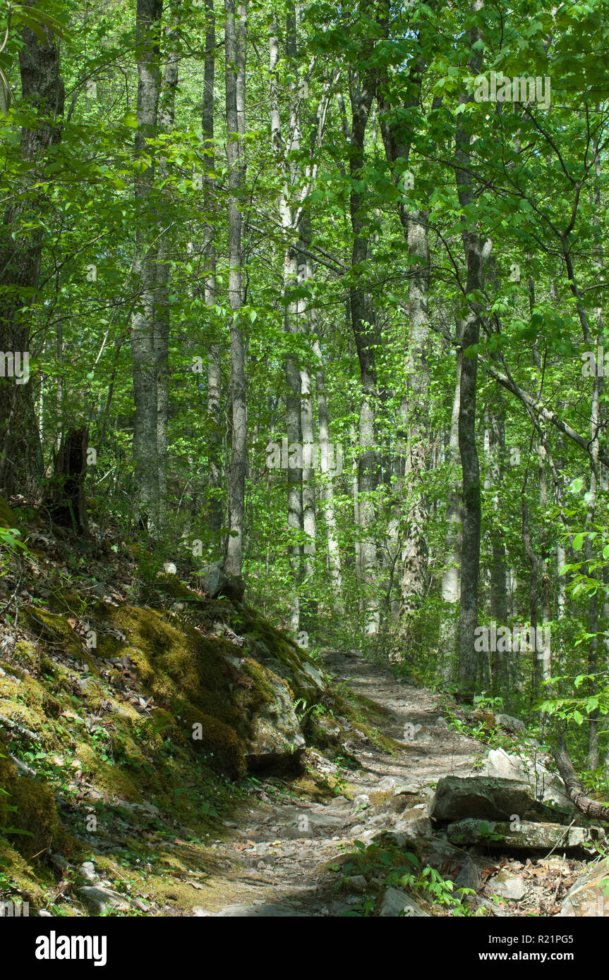 Trail à la suite de la Wilderness Road et le chemin du guerrier dans Cumberland Gap. Photographie numérique Banque D'Images