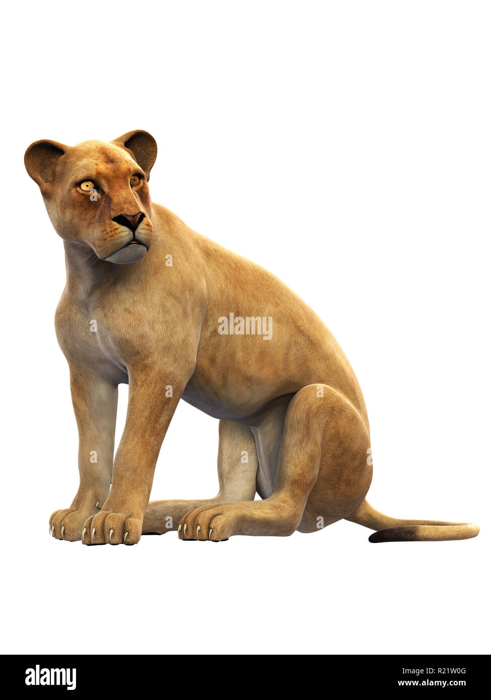 Femme lion, Lionne assis, animal sauvage isolé sur fond blanc Banque D'Images