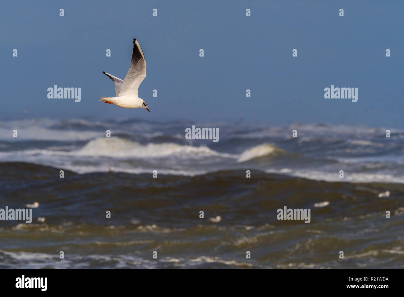 Une mouette voler avec l'océan en arrière-plan. Banque D'Images