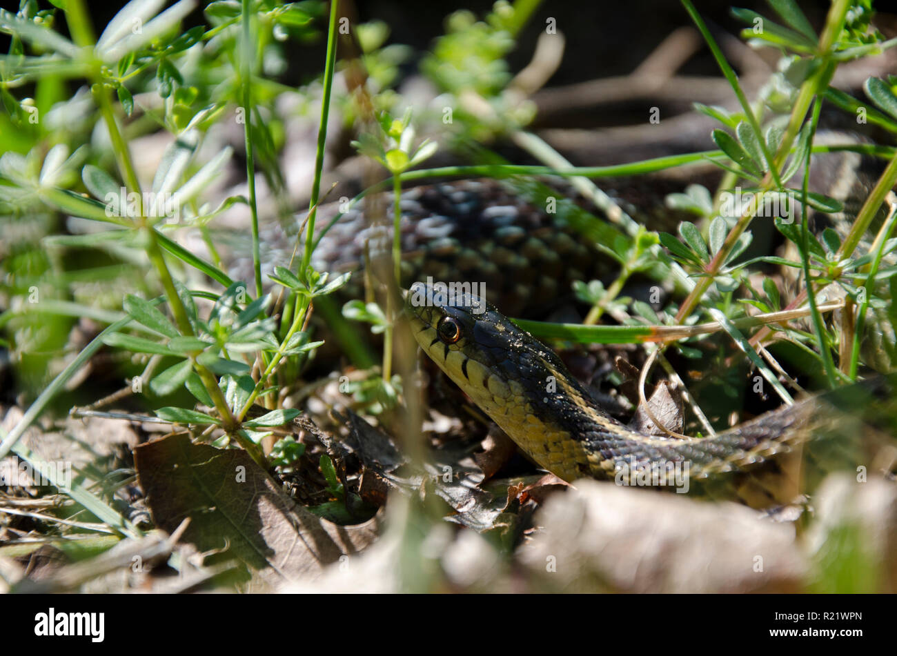 Un serpent-jarretière, Thamnophis, se déplaçant de près dans la pelouse, USA Banque D'Images