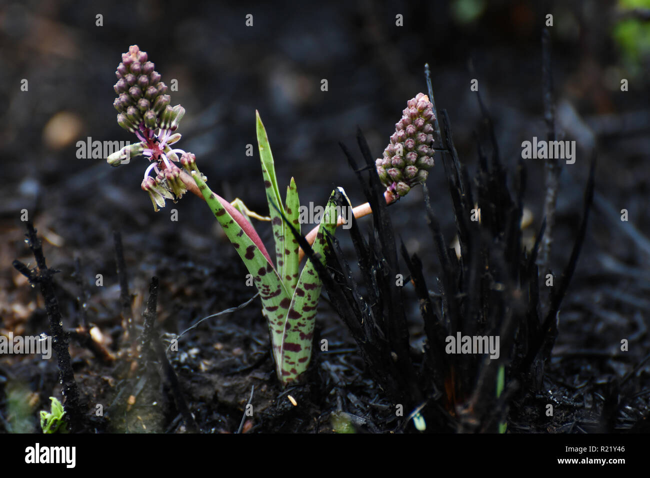 Une plante exotique Ledebouria vert (ledebouria revoluta) augmente parmi les herbes brûlées Banque D'Images