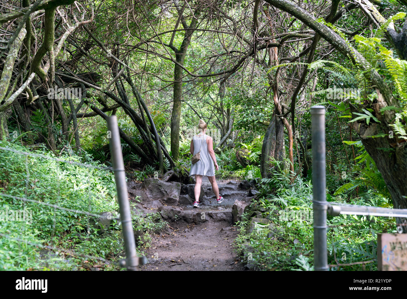 Femme Randonnée sur sentier forestier tropical (Parc National de Haleakala) à Maui, Hawaii Banque D'Images