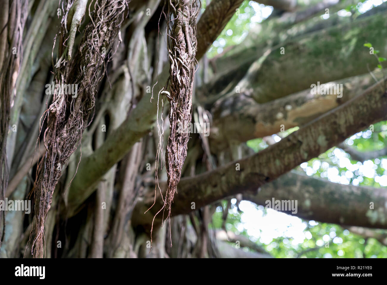 Libre d'un arbre Banyan à Maui, Hawaii Banque D'Images