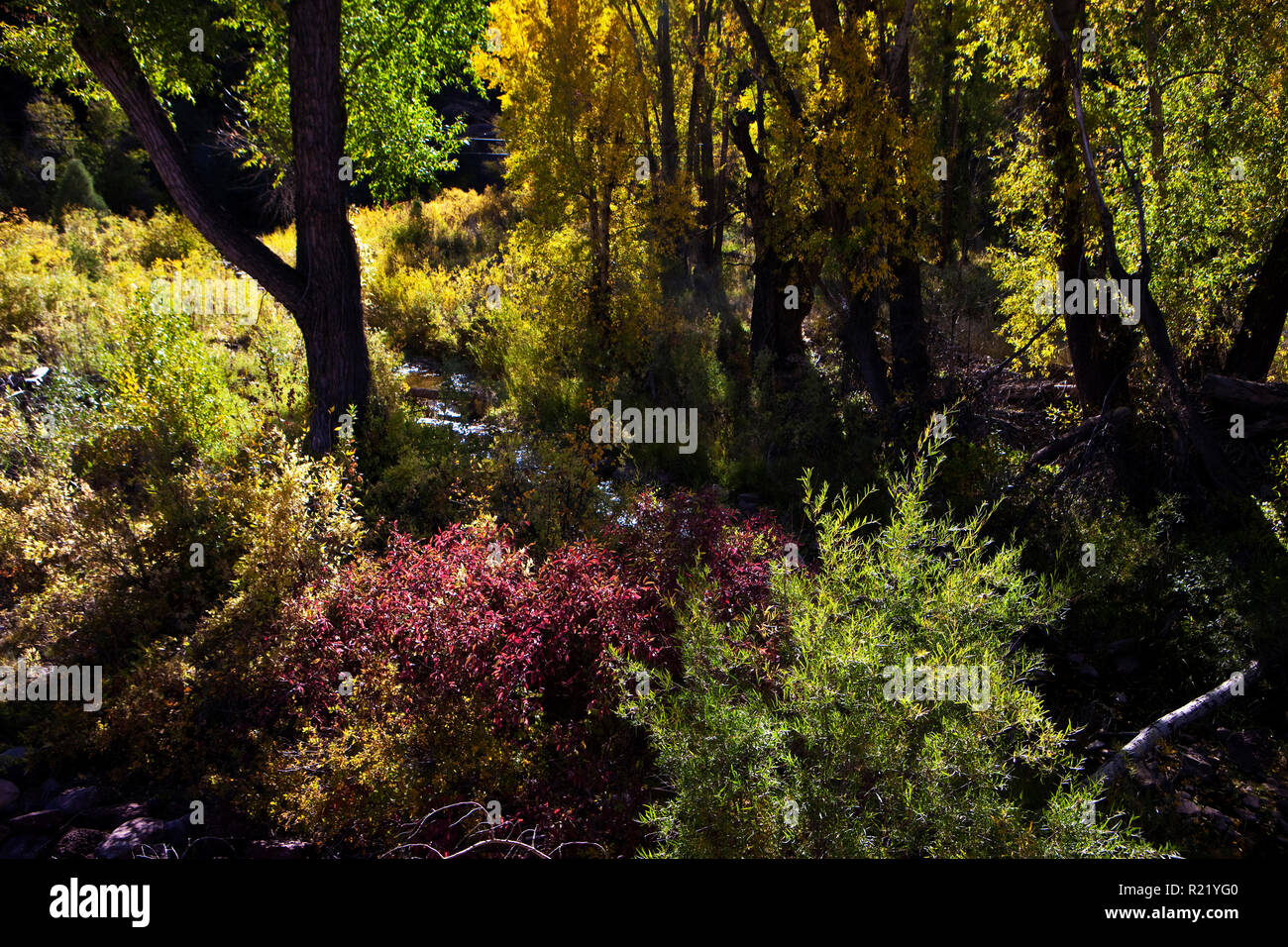 San Miguel River Valley, Colorado Banque D'Images