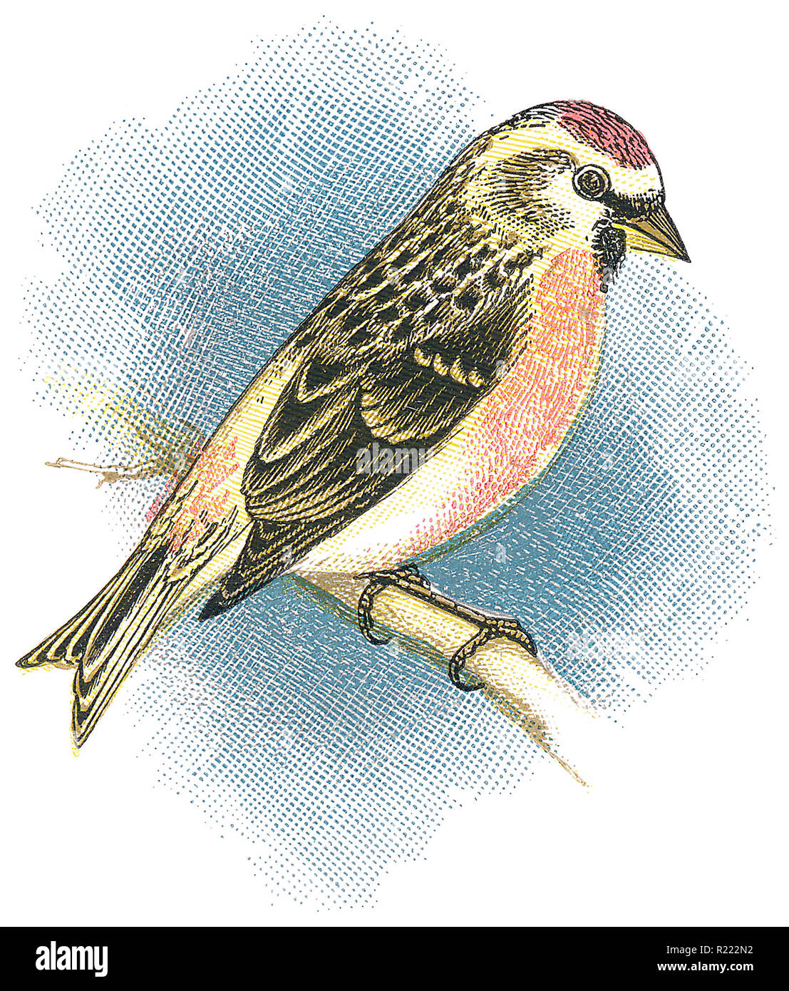 1898 Gravure couleur d'un Coues' arctic Sizerin flammé (acanthis hornemanni exilipes). Banque D'Images