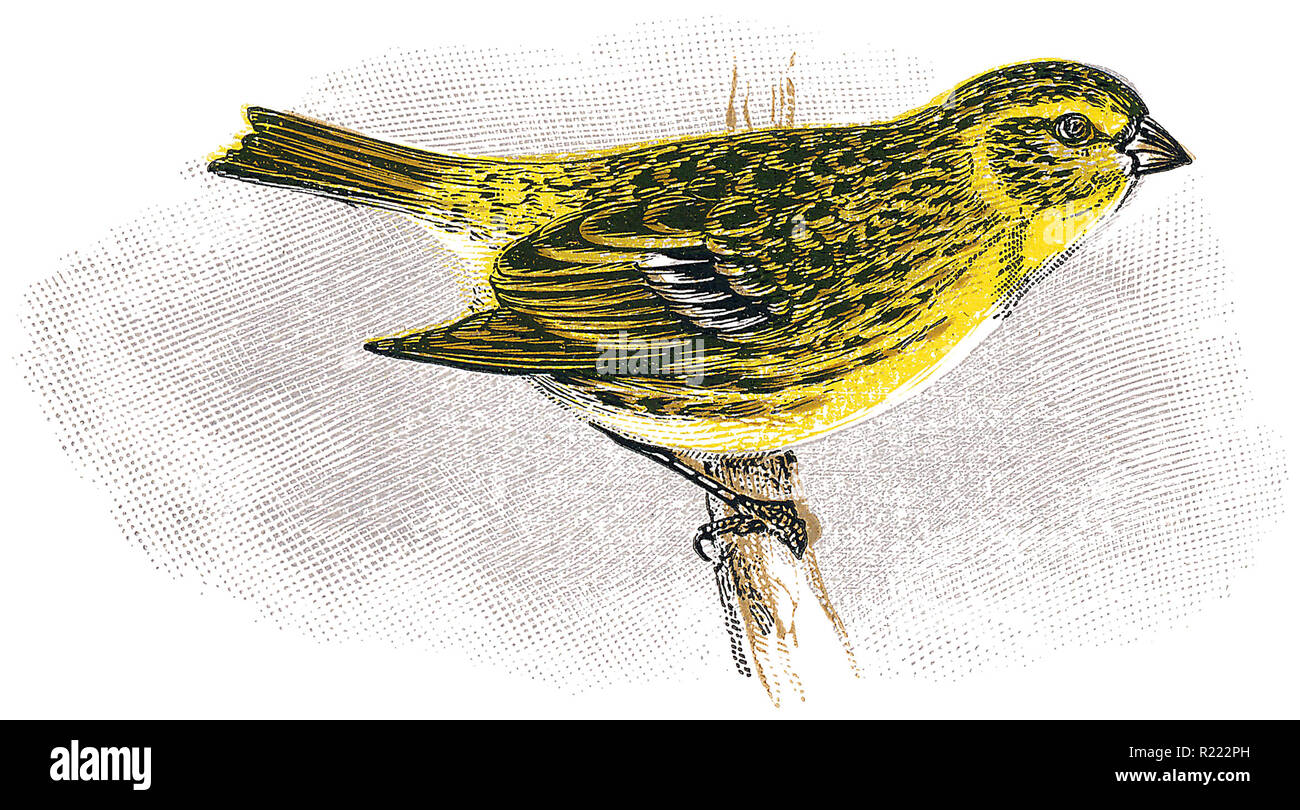 1898 gravure d'une couleur (Serinus serinus serinus européenne), un membre de la famille des Fringillidae. Banque D'Images