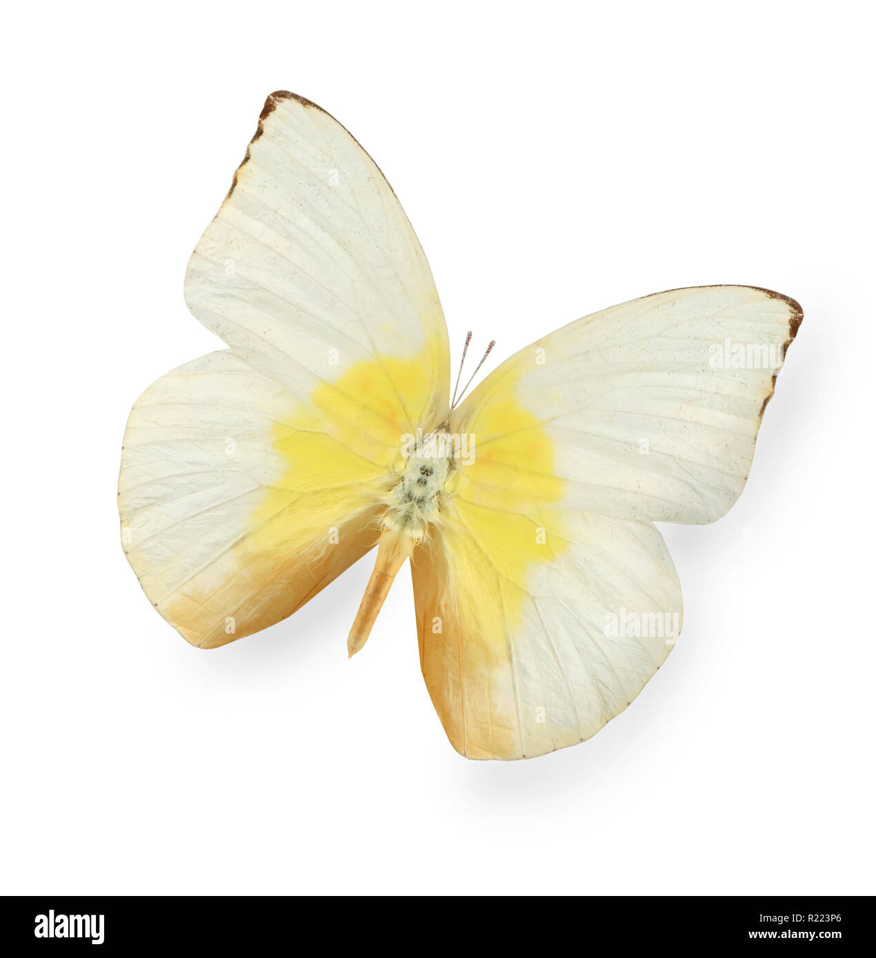 Papillon jaune et beige isolated on white Banque D'Images