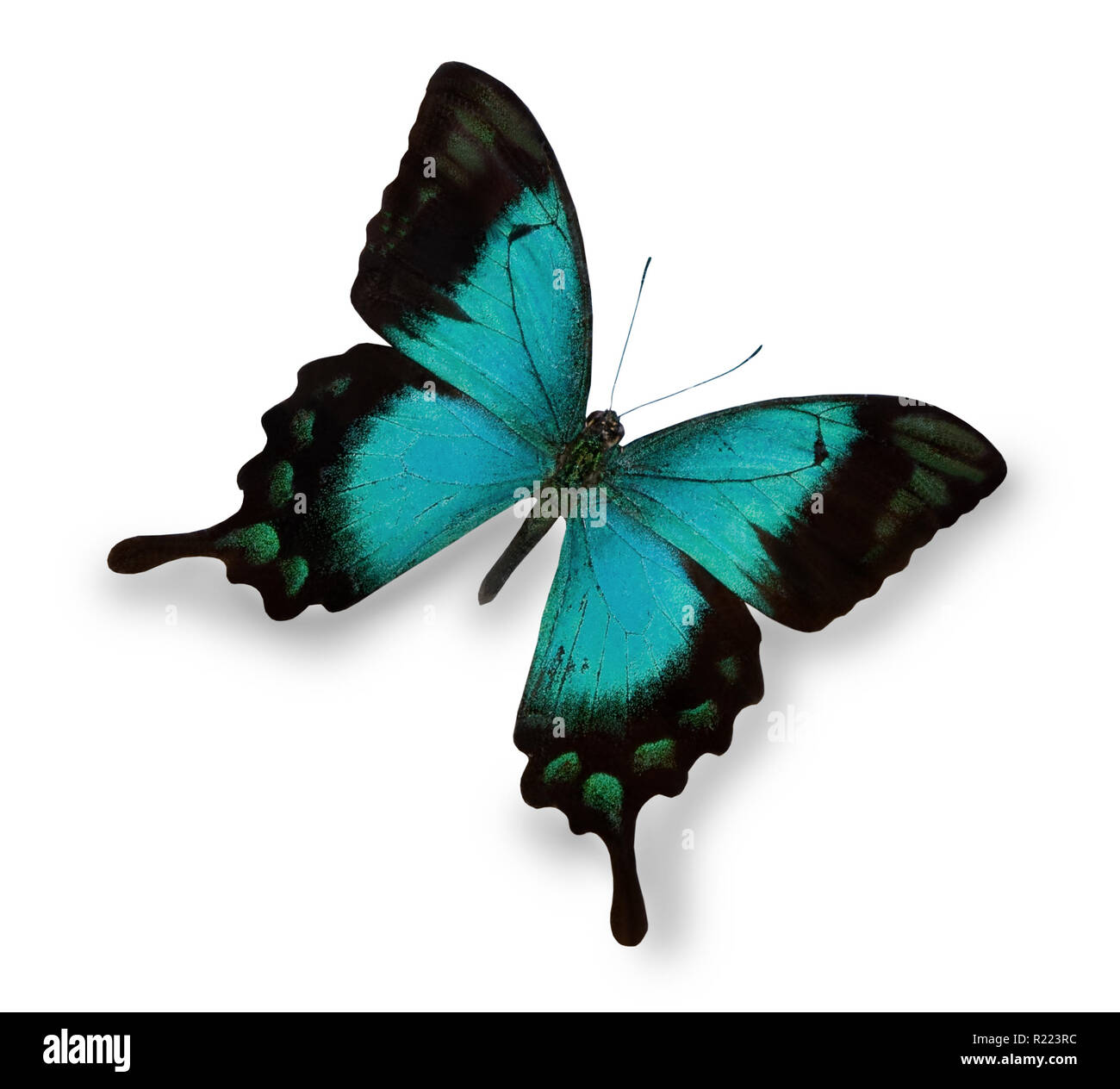 Papillon Bleu isolated on white Banque D'Images
