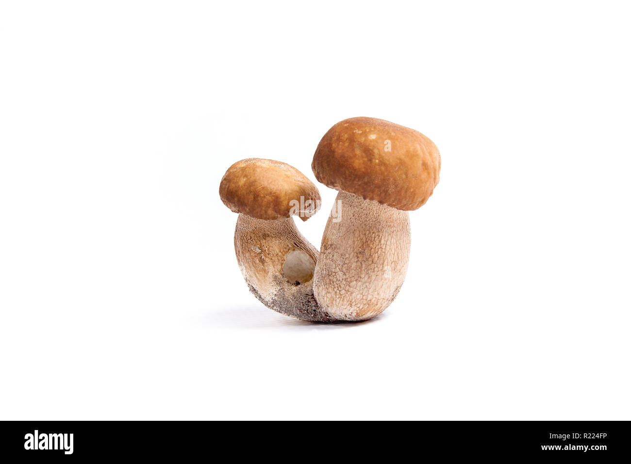 Récolté à l'automne des champignons comestibles double cèpes (Boletus edulis) connu sous le nom de champignons porcini isolé sur fond blanc. Banque D'Images