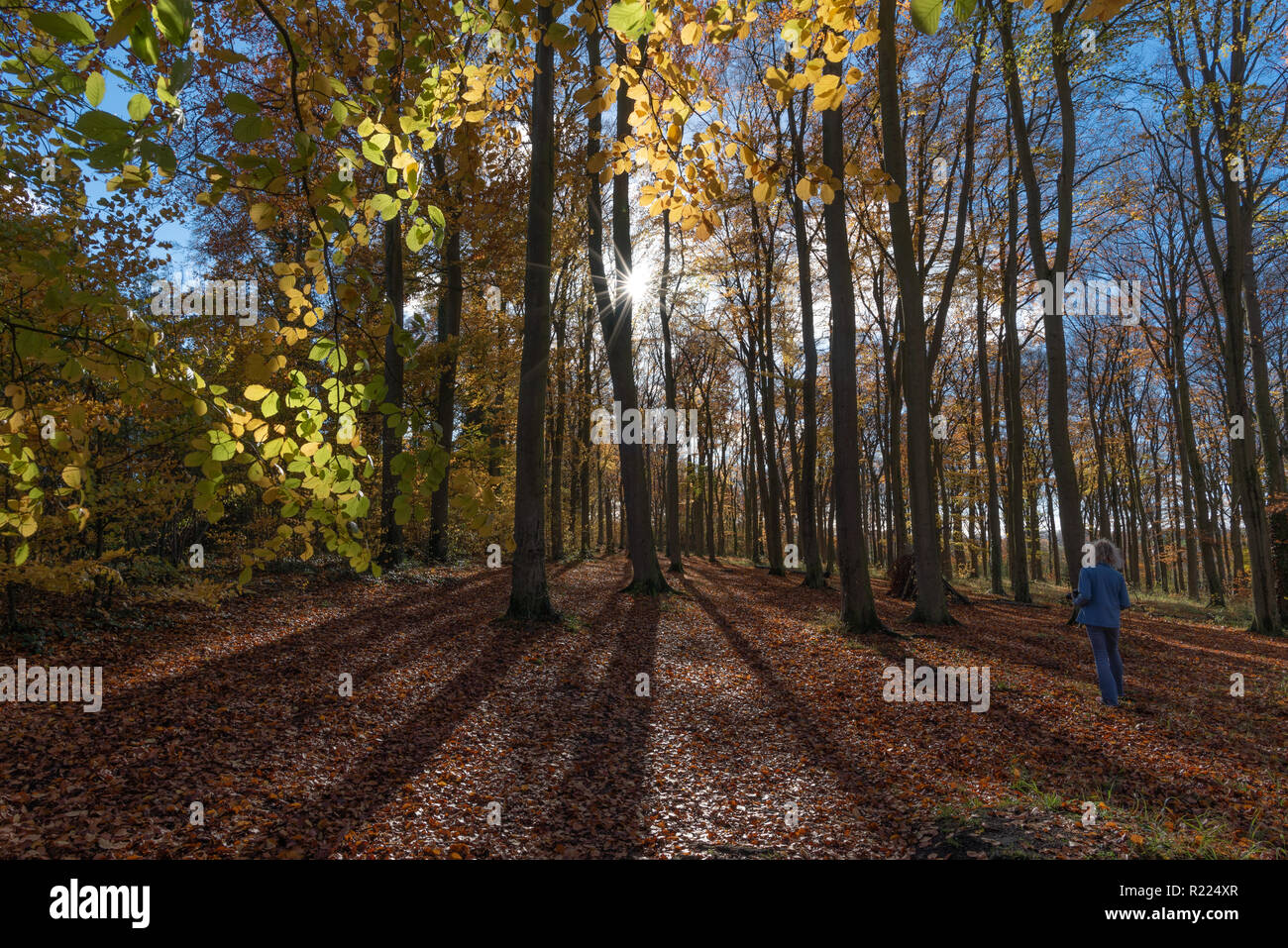 Autumn woods.. Banque D'Images