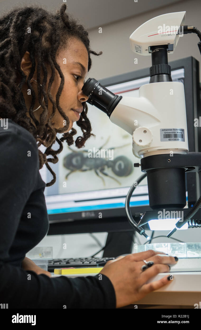 Mainz, Allemagne. 05Th Nov, 2018. Anissa Kennedy, étudiante au doctorat à l'Institut de biologie de l'évolution moléculaire et organismique, observe une fourmi au microscope. Au Johannes Gutenberg-University Mainz le comportement des insectes sociaux est l'objet d'une enquête. (Dpa 'Expert pour les propriétaires d'esclaves - Mayence recherches biologiste de fourmis" du 16.11.2018) Crédit : Andreas Arnold/dpa/Alamy Live News Banque D'Images