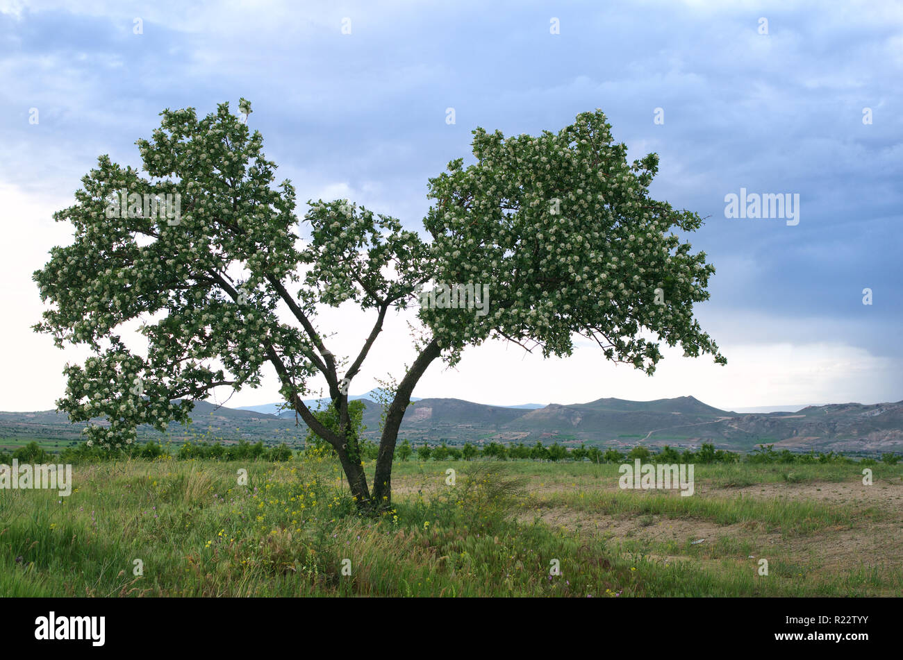 Bel arbre fleurissant dans les montagnes de la Cappadoce Banque D'Images