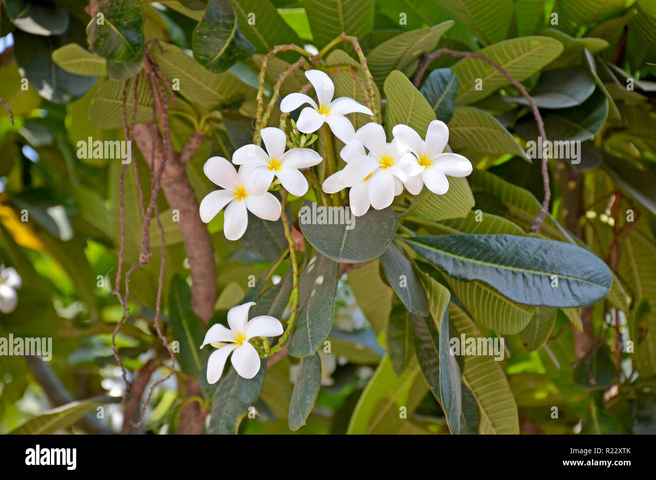La fleur blanche en Asie d'un pakhipodium avec le centre jaune Banque D'Images