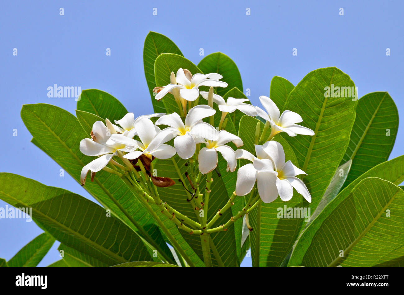La fleur blanche en Asie d'un pakhipodium avec le centre jaune Banque D'Images