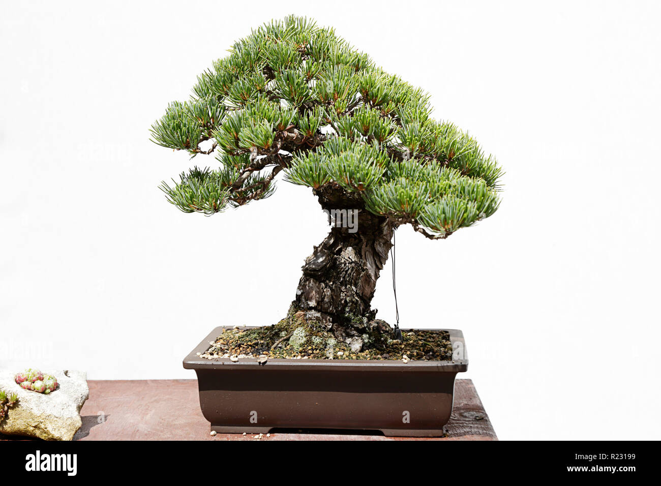Pinus pentaphylla bonsai sur une table en bois et fond blanc Banque D'Images