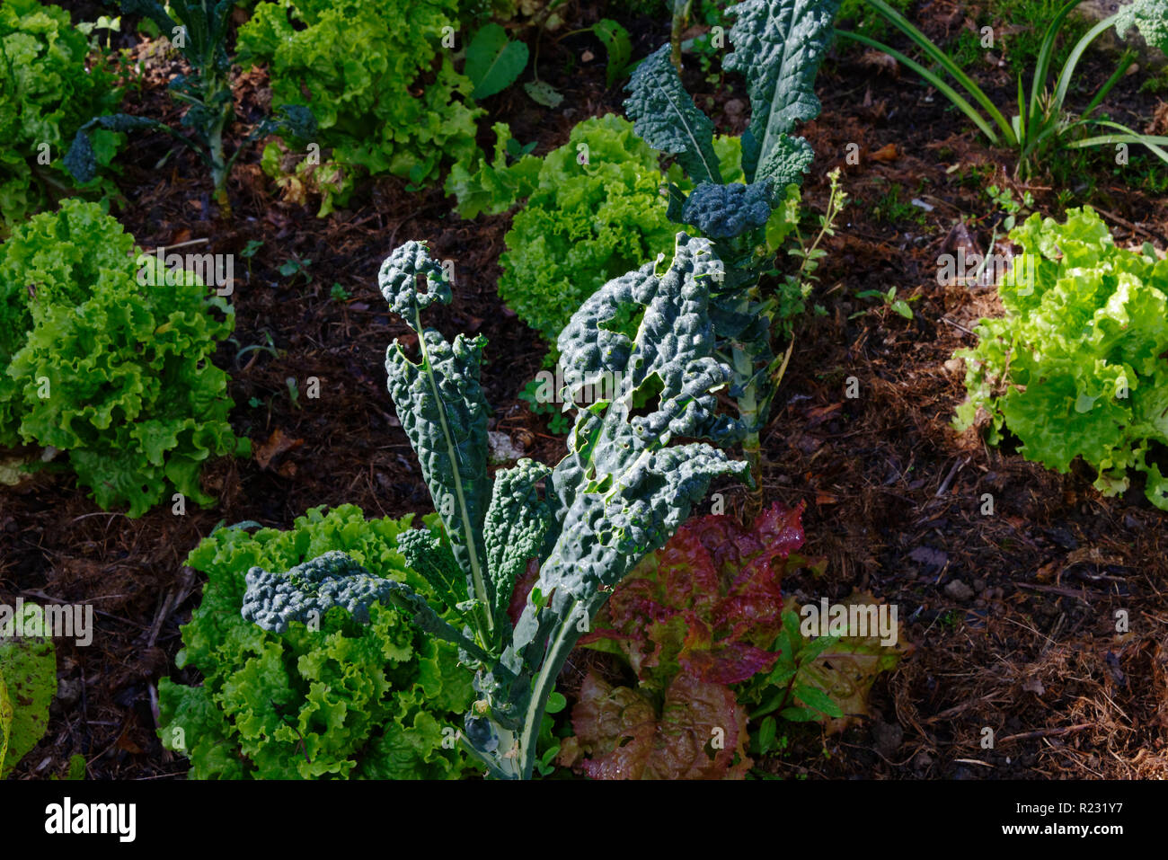 La culture de la betterave à l'argent dans le jardin Banque D'Images