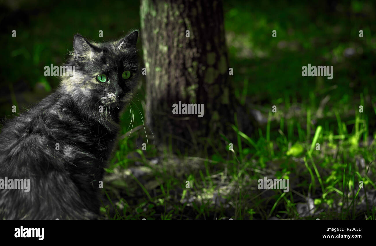 Joli chat gris aux yeux verts dans la forêt avec tronc d'arbre et l'herbe background Banque D'Images