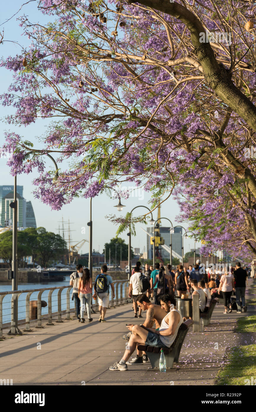 Jacarandas à Buenos Aires, Argentine, au printemps Banque D'Images