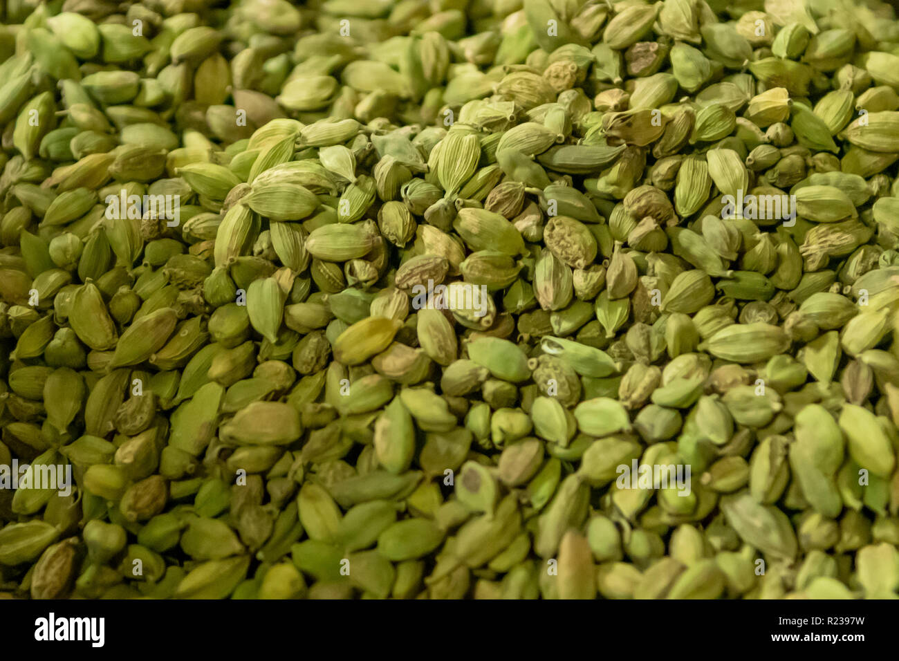 Gousses de cardamome en usine à Thekkady, Kerala, Inde Banque D'Images