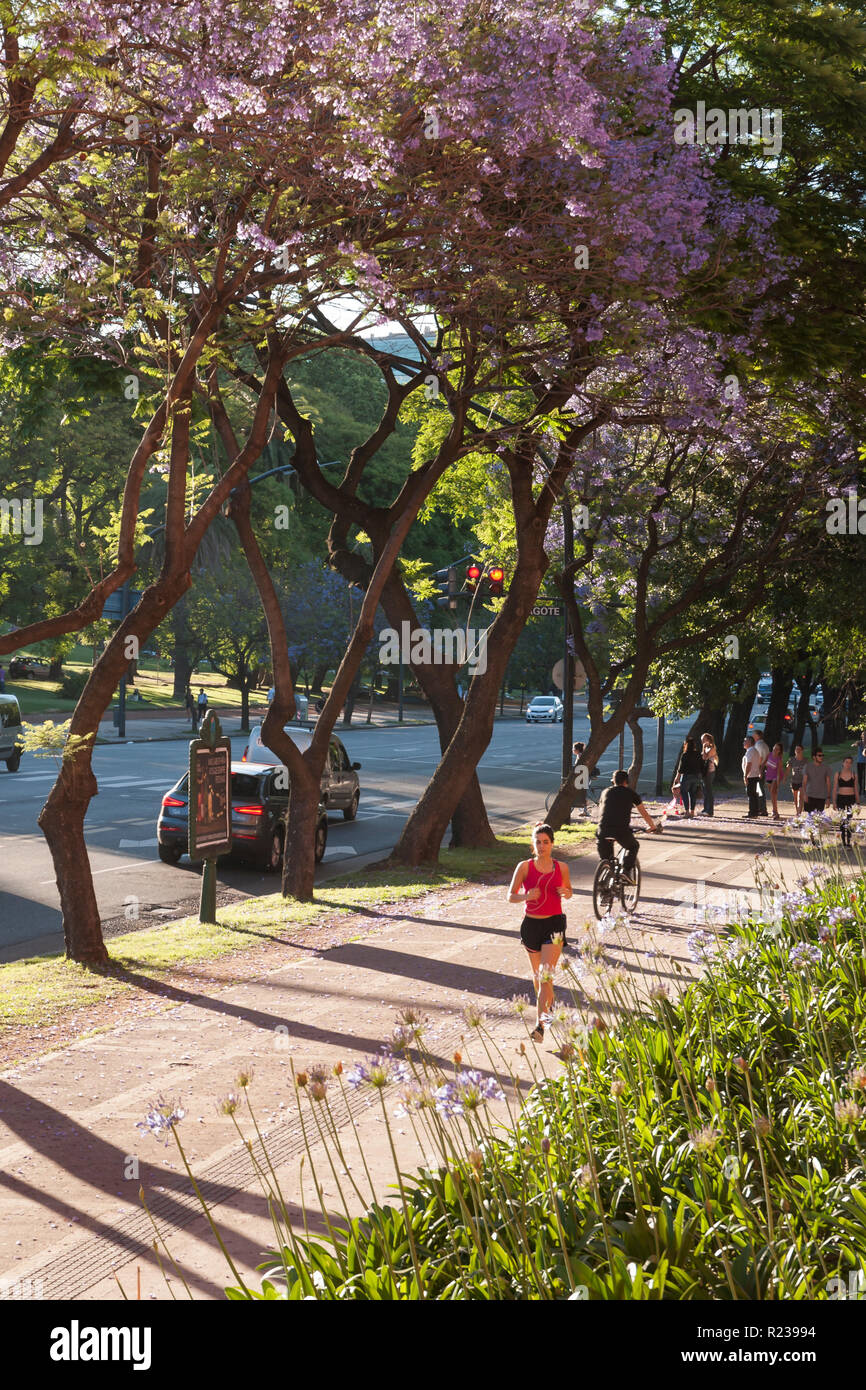 Jacarandas à Buenos Aires, Argentine, au printemps Banque D'Images