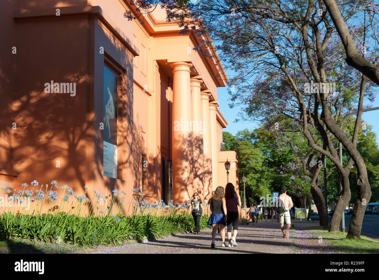 Jacarandas à Buenos Aires, Argentine, au printemps Banque D'Images