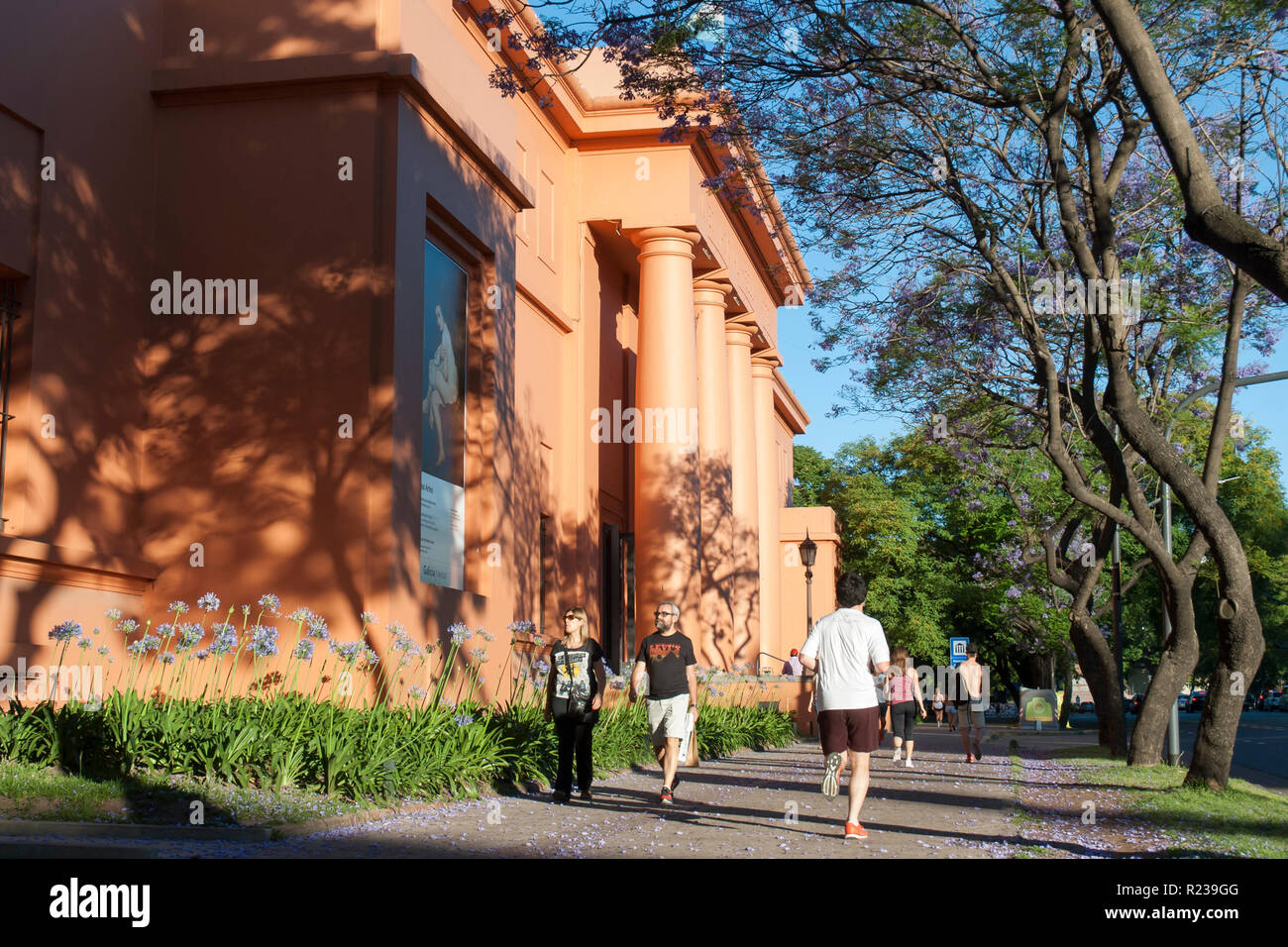 Jacarandas à Buenos Aires, Argentine, au printemps Banque D'Images
