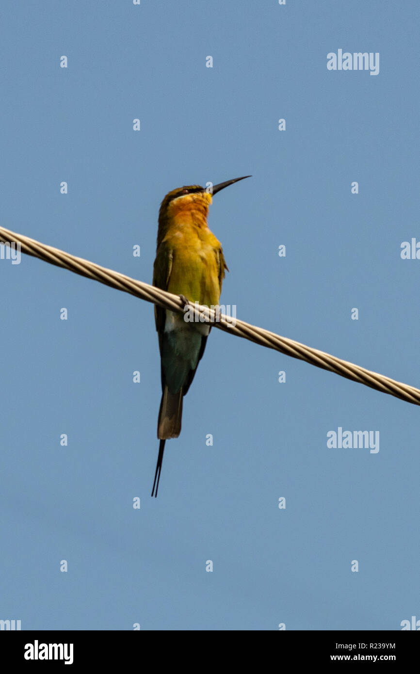 Blue-tailed Bee-eater Merops philippinus philippinus, au Kerala Waters Banque D'Images