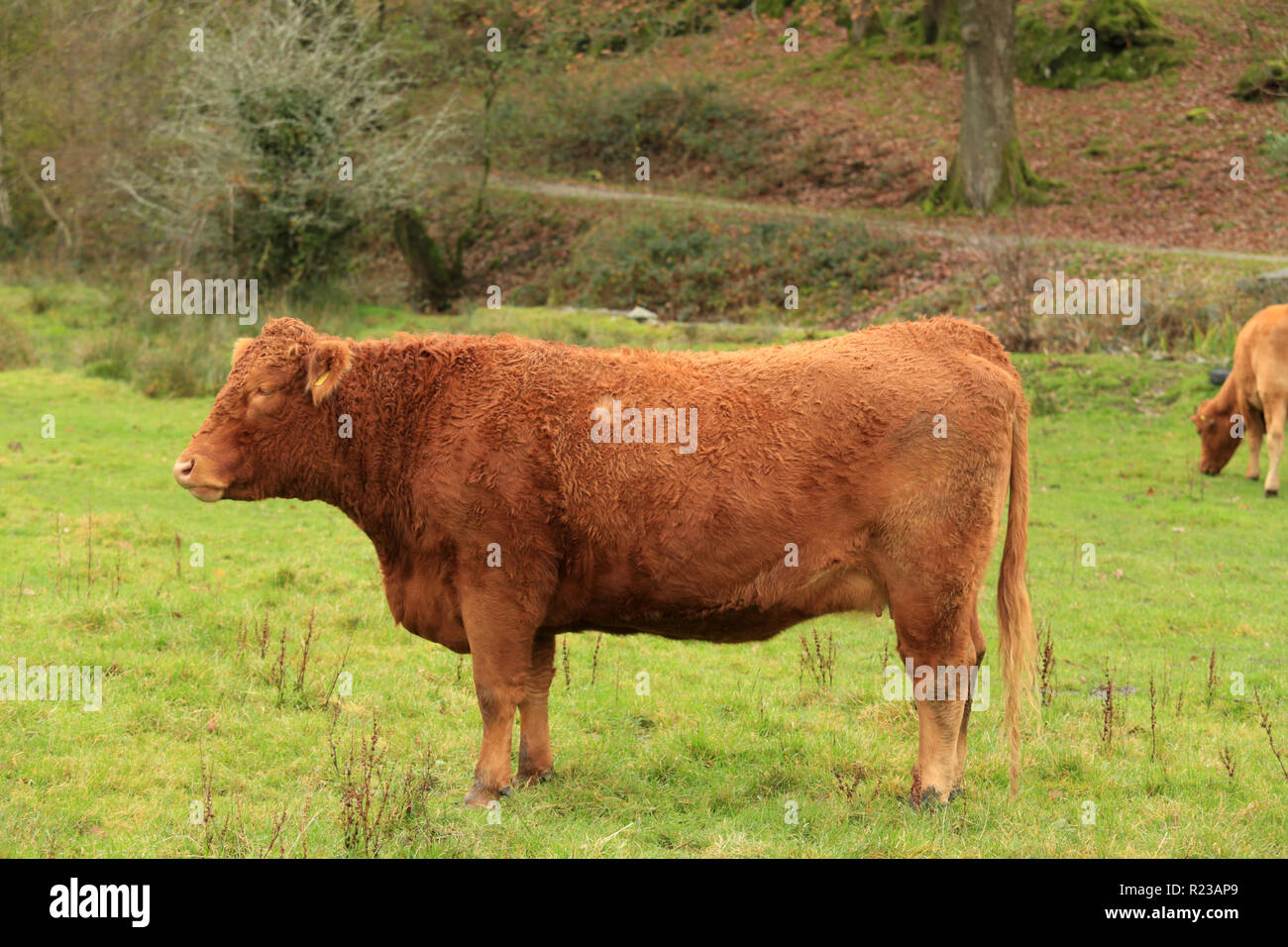 Vue latérale d'une vache du sud du Devon. Banque D'Images