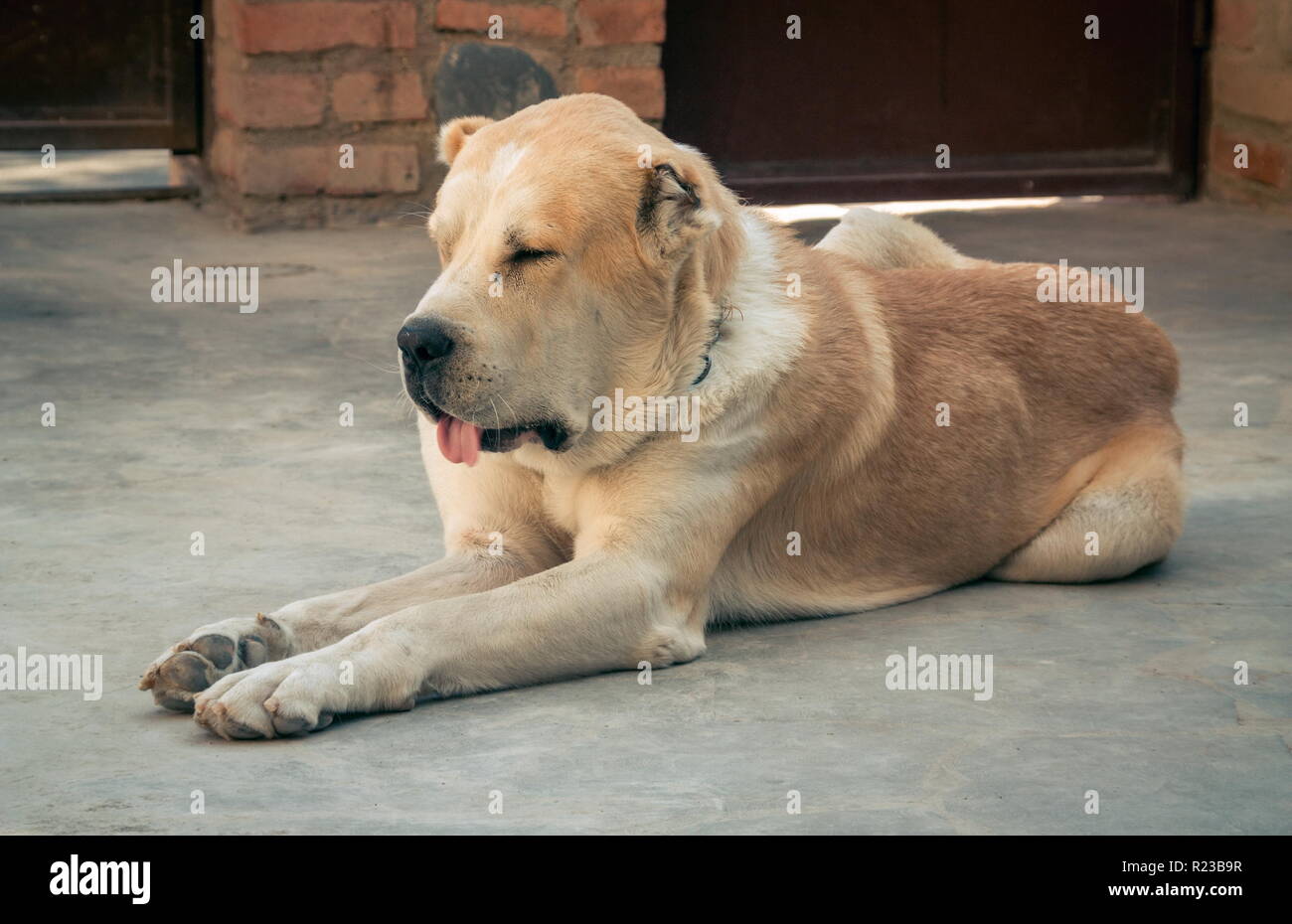 Chien De Berger Dasie Centrale Portrait Alabai Banque D