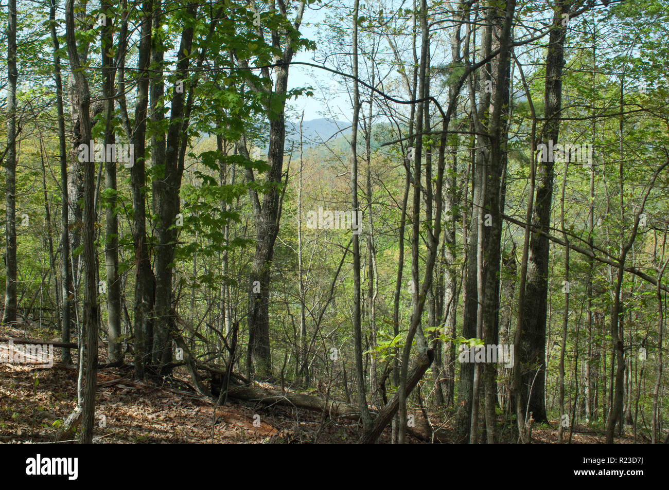 Afficher le long de la Wilderness Road et le chemin du guerrier dans Cumberland Gap. Photographie numérique Banque D'Images