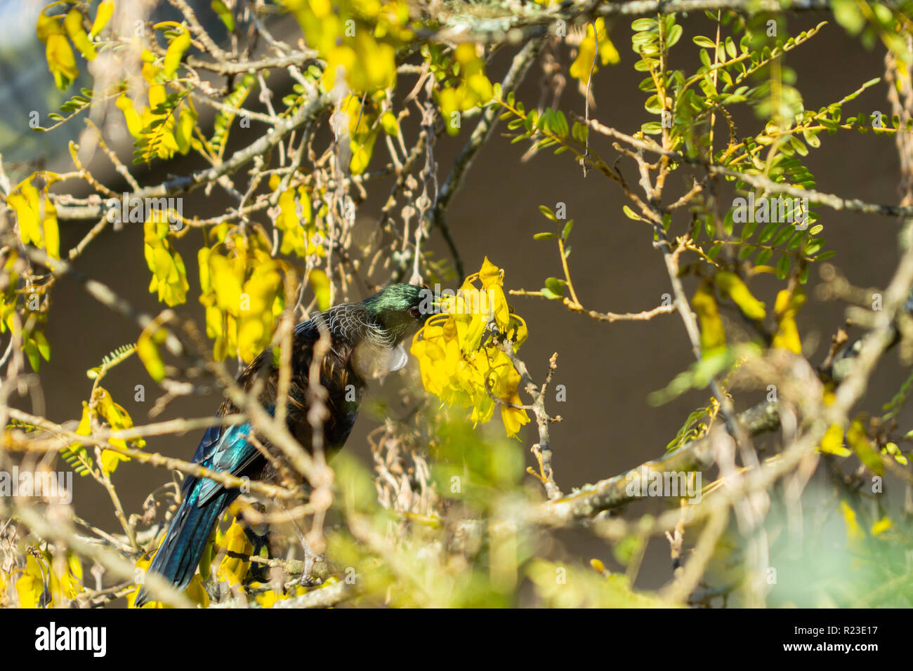 New Zealand native Tui bird se nourrissent de nectar de fleurs jaunes dans un arbre kowhai au printemps en focus sélectif. Banque D'Images