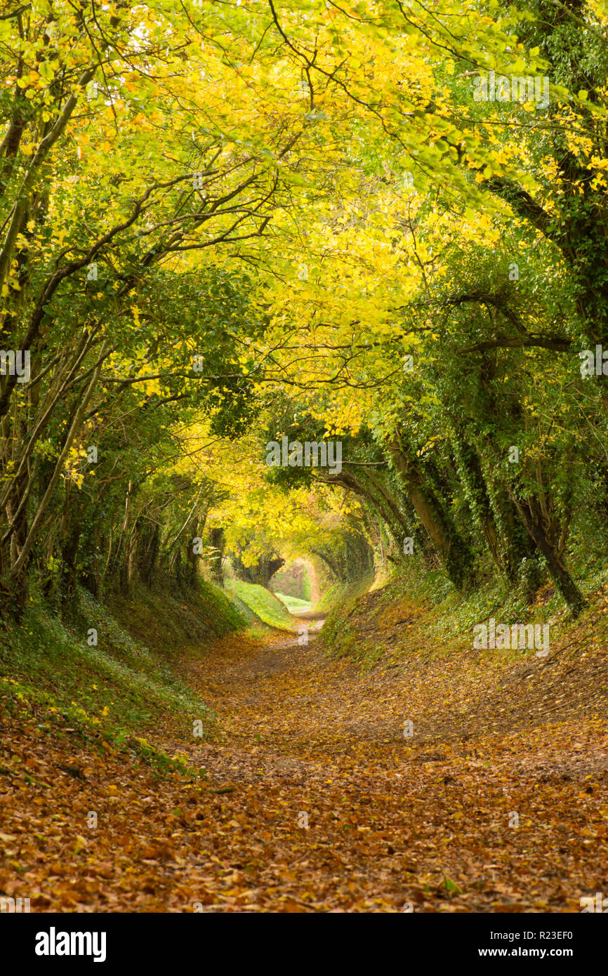 Tunnel d'arbres, avenue, chemin creux, le chemin, l'Halnaker, Sussex, UK. Novembre, le chemin d'accès jusqu'à Halnaker moulin, Automne, automne. Banque D'Images