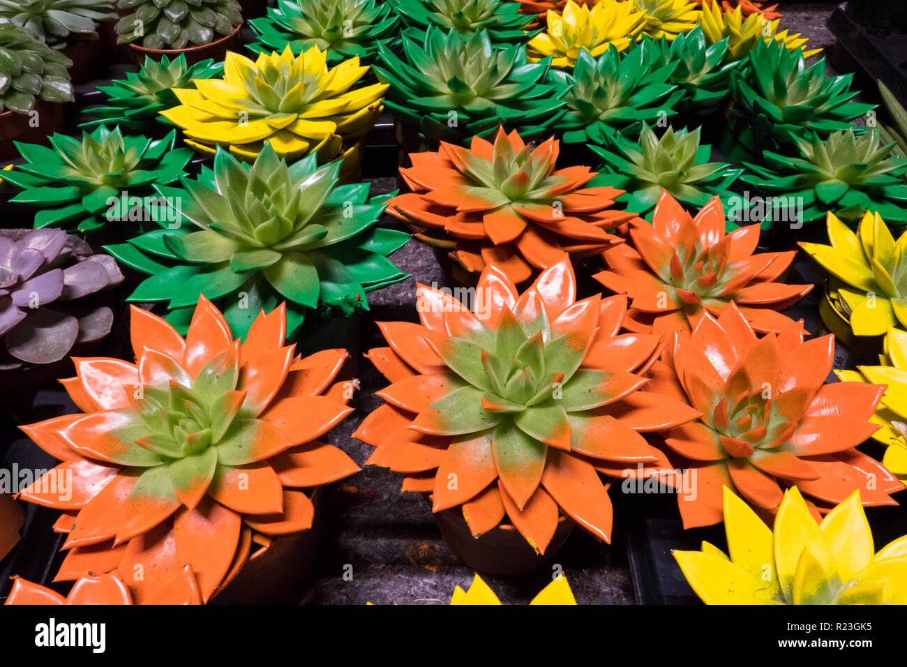 Les succulentes Echeveria Crassulaceae Miranda peint en différentes couleurs avec dye Banque D'Images
