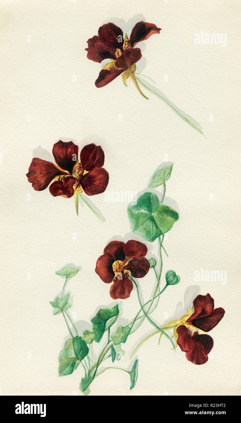 Aquarelle Dessin de fleurs de capucines et les feuilles de la Terre Sainte (Israël et Palestine) par Grace Spafford Whiting 1933 Banque D'Images