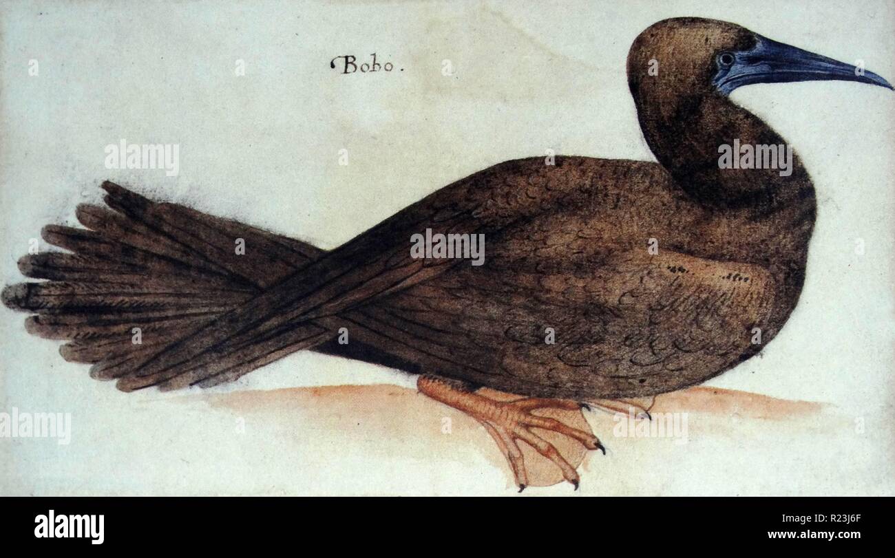 IBobo,j'oiseau ; aquarelle de John White, vers 1585 Banque D'Images