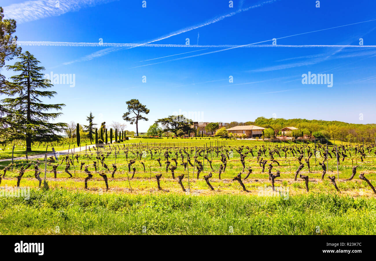 Vignoble de Terride, Gaillac, Tarn, Midi-Pyrénées, Occitanie, France Banque D'Images