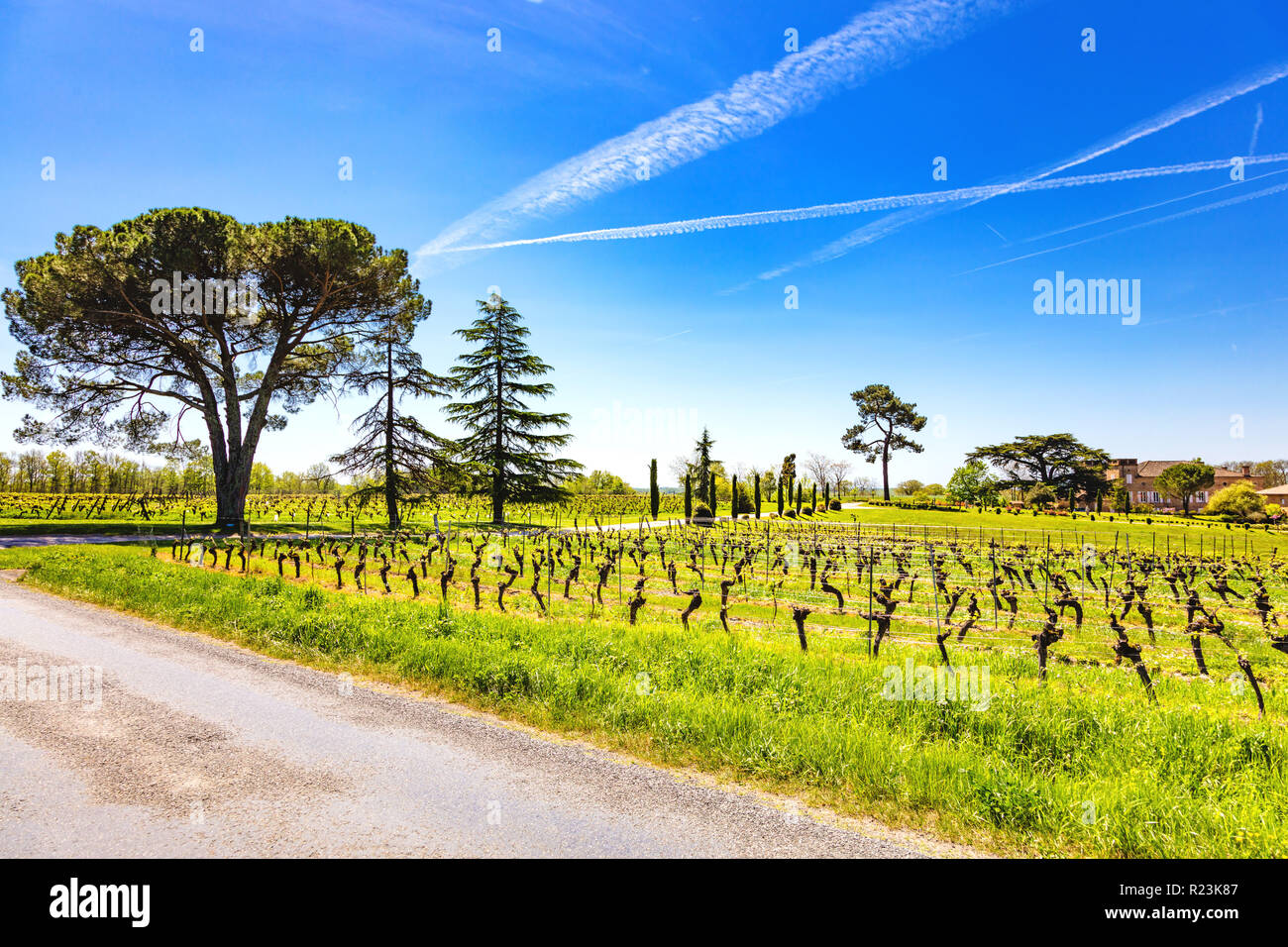 Vignoble de Terride, Gaillac, Tarn, Midi-Pyrénées, Occitanie, France Banque D'Images