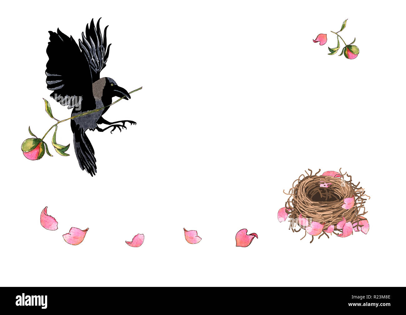 Crow le vol avec la fleur en bec. Mère oiseau fait son nid avec des pétales de pivoine, aquarelle à la main. L'illustration pour la romantique, ou message d'invitati Banque D'Images