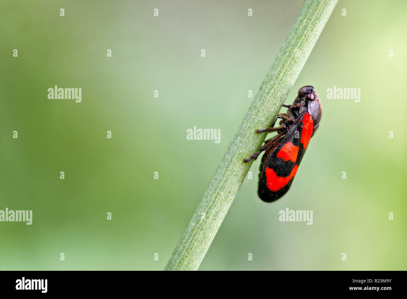 Une photographie d'un vrai bug connu comme un sur un Froghopper (Juncus) tige. Cette Froghopper est le rouge et noir Froghopper Cercopis vulnerata appelé. Banque D'Images