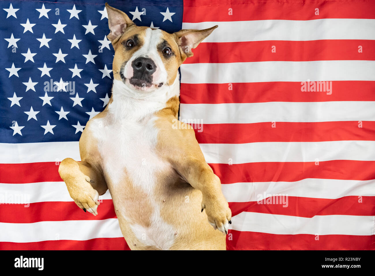 Patriotique américain chien. Funny staffordhire terrier posing in front of USA flag Banque D'Images