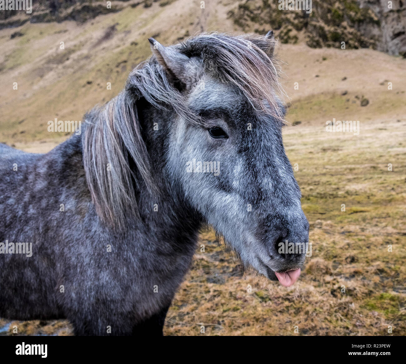 Funny poney islandais sticking tongue out head shot .cheval est blanc et gris brun. Banque D'Images