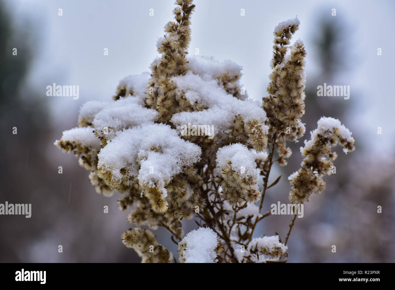 Les saisons changent ici, dans le Michigan. J'ai obtenu cette photo pendant la première tempête de l'automne. Les certaines des plantes étaient couvertes de neige. Banque D'Images