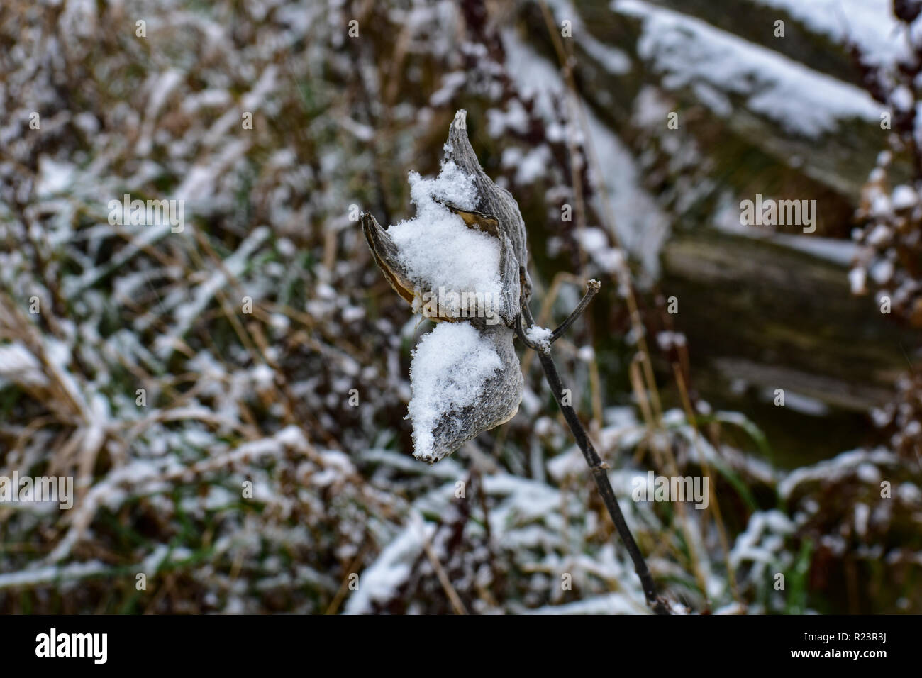 L'usine d'asclépiade juste après notre première neige ici dans le Michigan. Tout était recouvert d'une légère couche de neige. Pour faire de belles scènes partout Banque D'Images