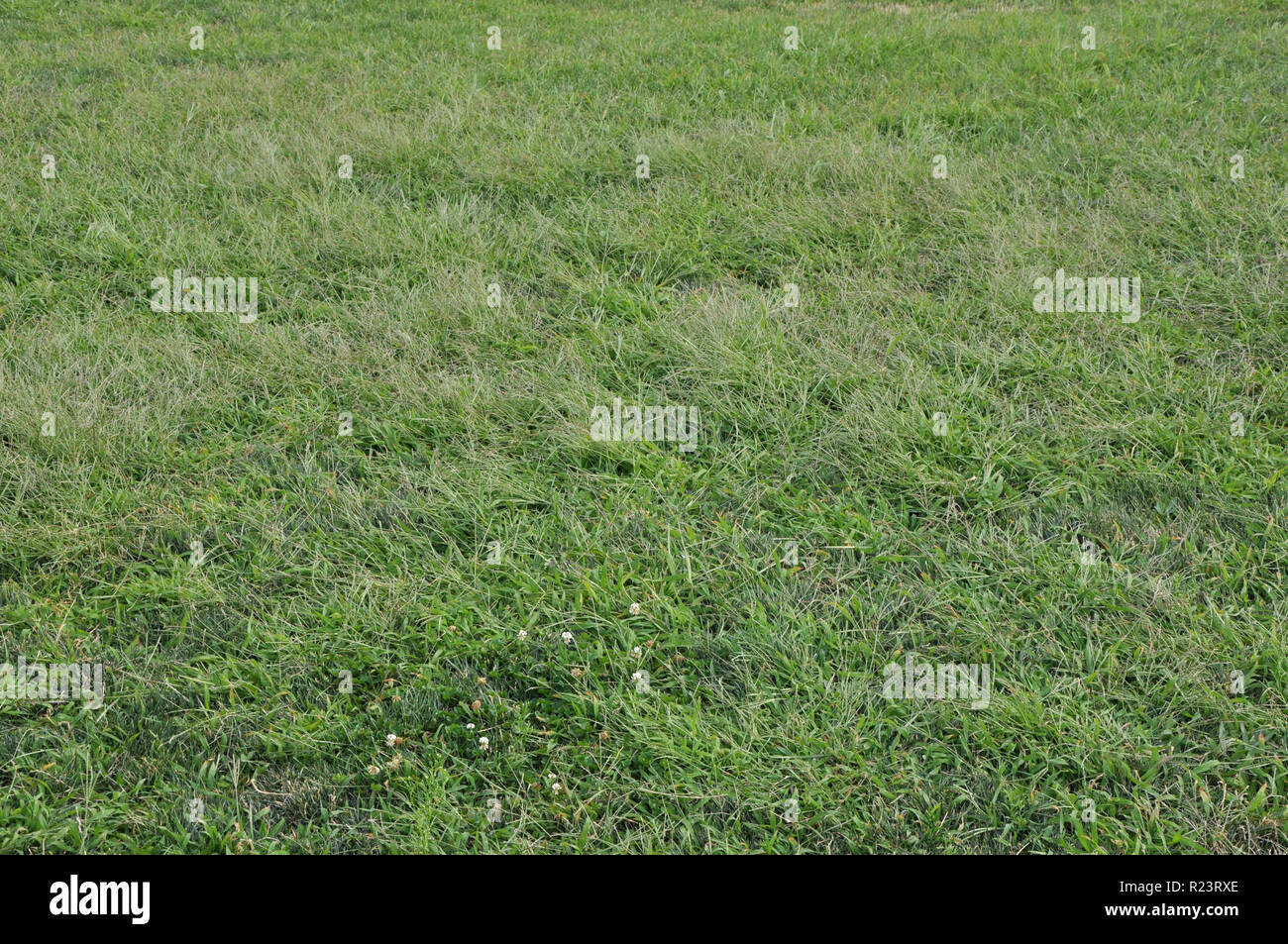 Arrière-plan horizontal de l'herbe verte avec plusieurs petites fleurs blanches. Banque D'Images