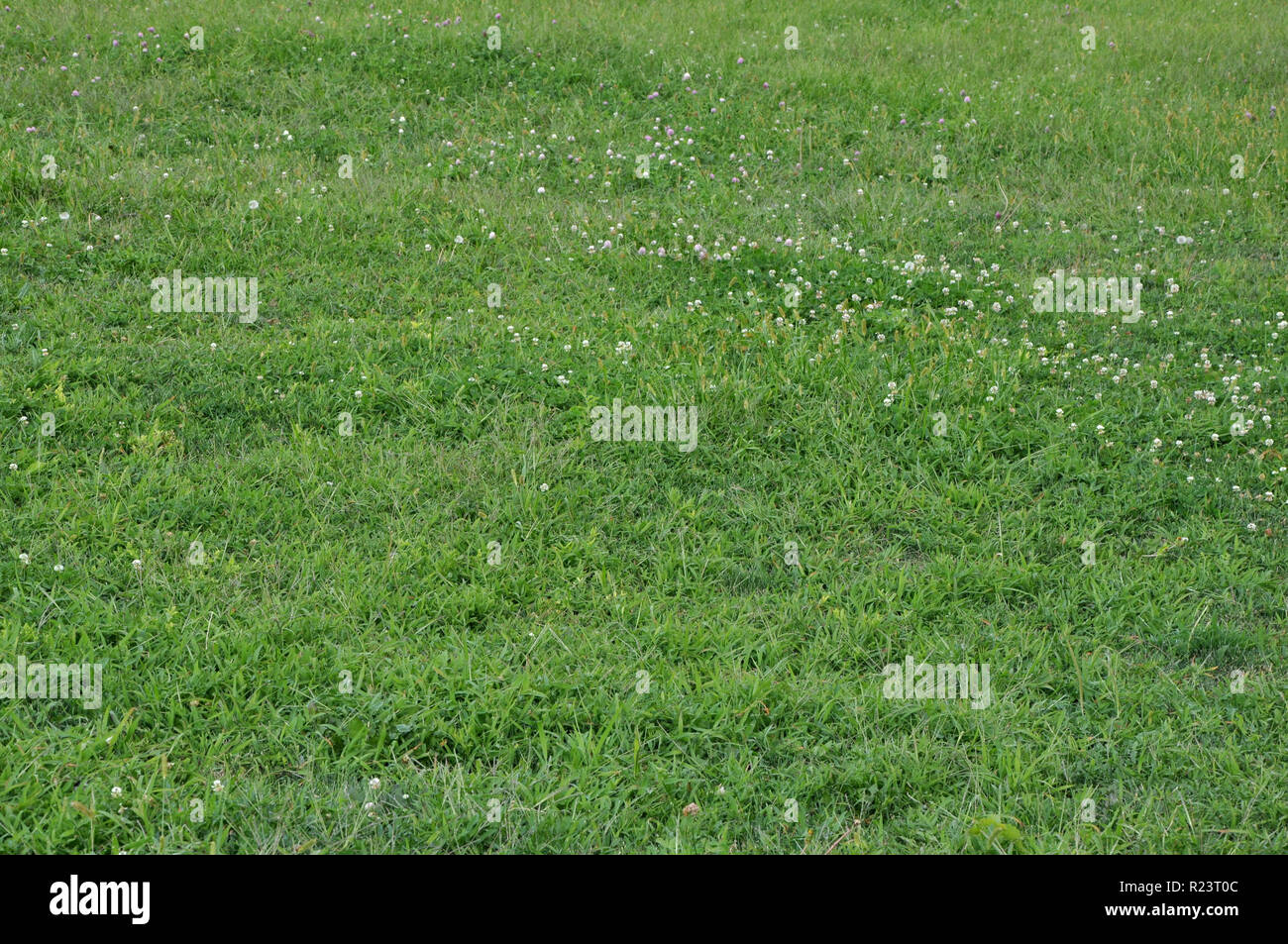 Arrière-plan horizontal de l'herbe verte avec de petites fleurs blanches. Banque D'Images