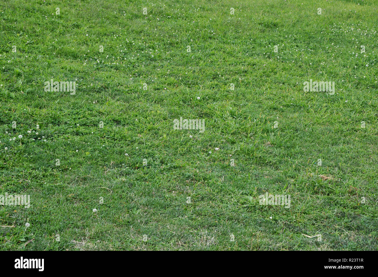 Arrière-plan horizontal de l'herbe verte avec des fleurs blanches et des graines de pissenlit. Banque D'Images